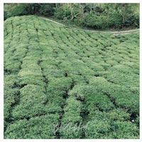 an image of a tea plantation in malaysia