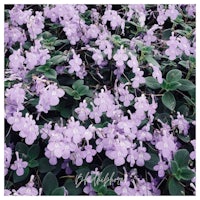 purple flowers in a garden with green leaves