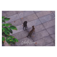 a cat and a dog walking on a sidewalk