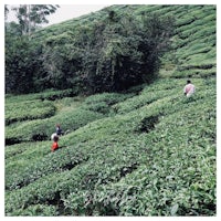 people walking through a tea plantation in sri lanka