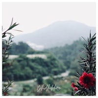 red flowers with mountains in the background
