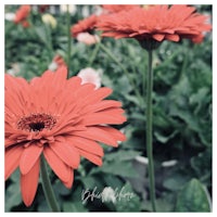 red gerbera flowers in a garden