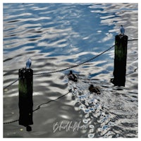 two ducks swimming in the water near a wooden post