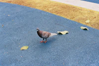 a pigeon standing on a blue and yellow pavement
