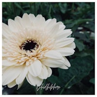 a white gerbera flower in a garden