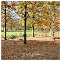 a park with benches and trees covered in leaves