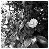 a black and white photo of a flower