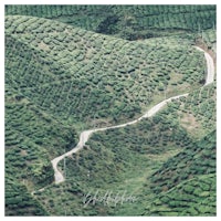 an aerial view of a winding road in a tea plantation
