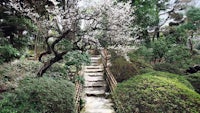 a stairway leading to a flowering tree in a garden